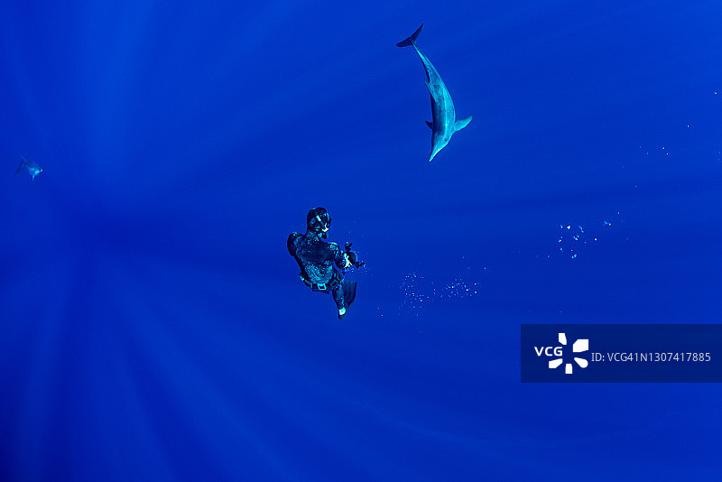 在夏威夷深海中与野生海豚合影并一起游泳的潜水员图片素材