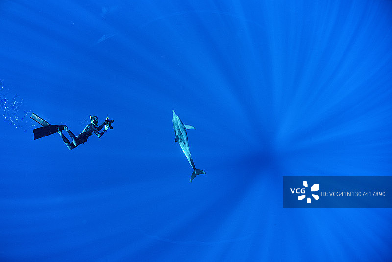 在夏威夷深海中与野生海豚合影并一起游泳的潜水员图片素材