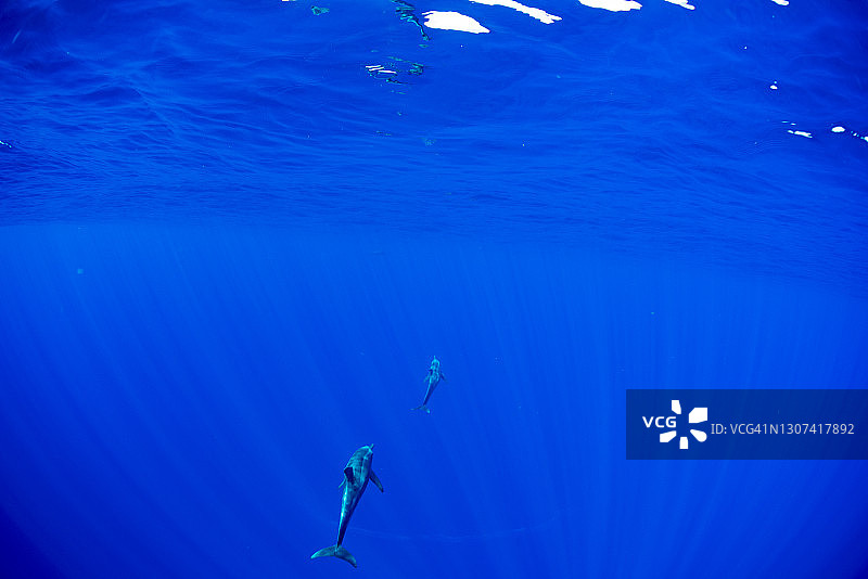 在夏威夷深海中与野生海豚合影并一起游泳的潜水员图片素材