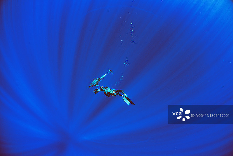 在夏威夷深海中与野生海豚合影并一起游泳的潜水员图片素材