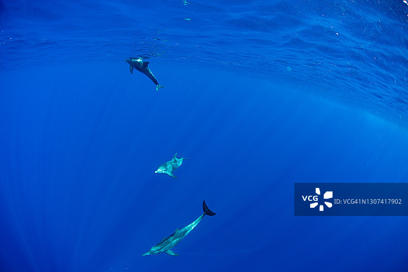 在夏威夷深海中与野生海豚合影并一起游泳的潜水员图片素材