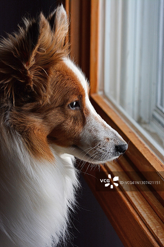 美丽的黑貂犬望向窗外的特写图片素材