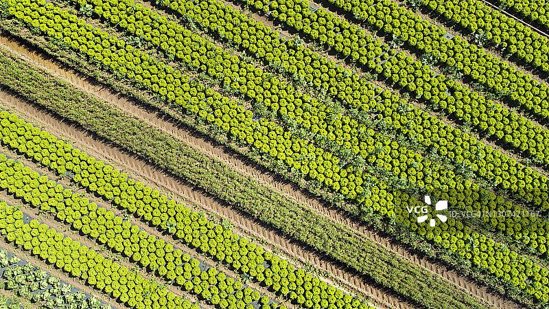 蔬菜沙拉种植园航拍图片素材
