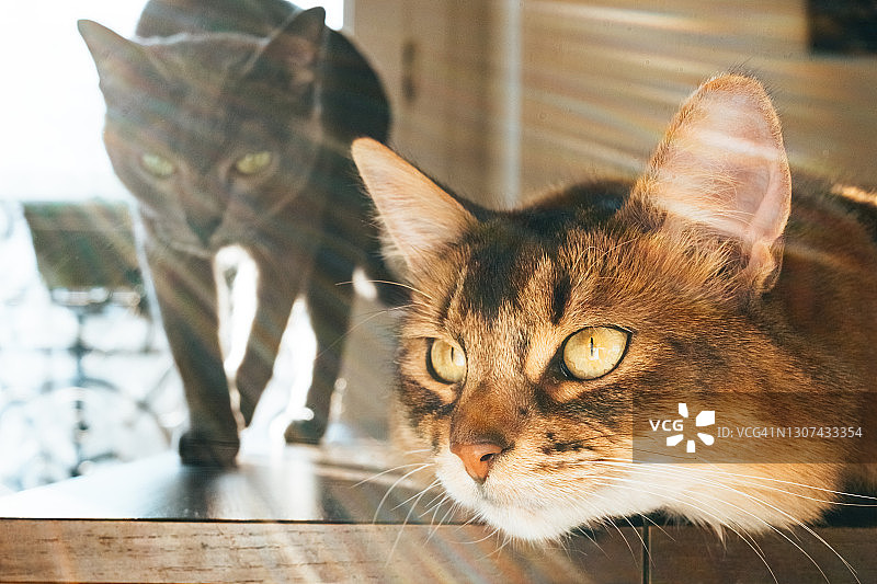 两只可爱的猫咪在放松图片素材