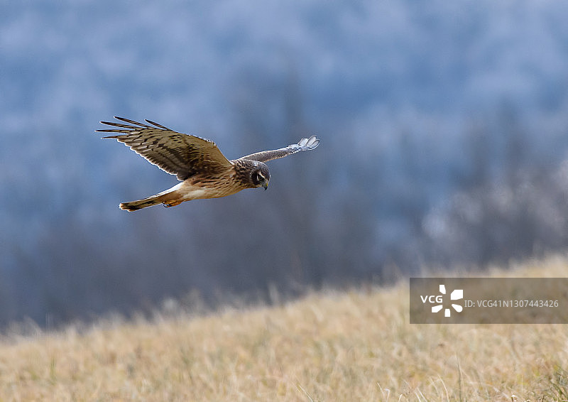 飞行中捕食田鼠的北美鹞图片素材
