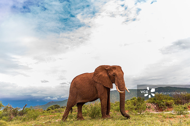 桑布鲁国家公园的野生非洲象图片素材