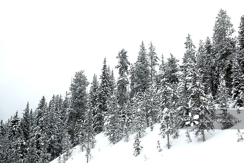 白雪覆盖的常绿树图片素材
