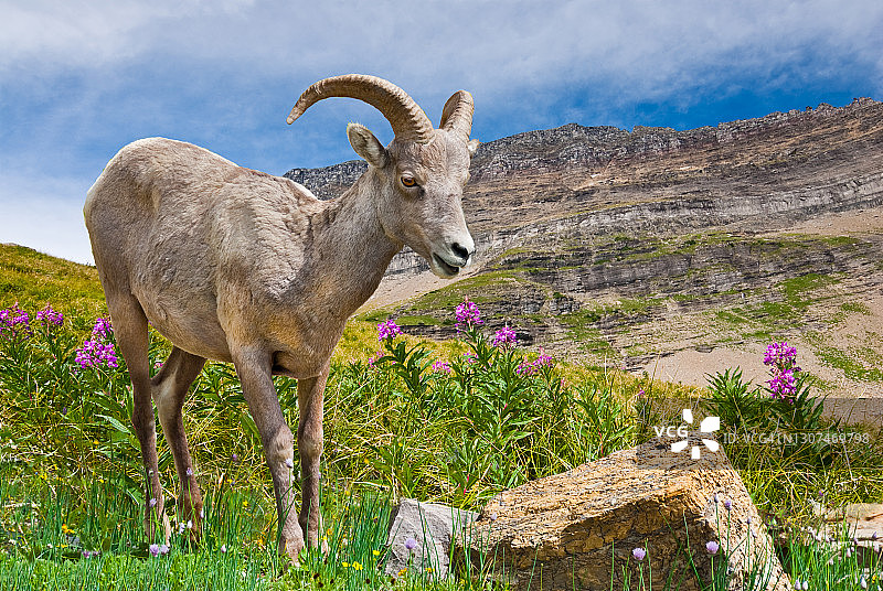 草地上的幼年大角公羊图片素材