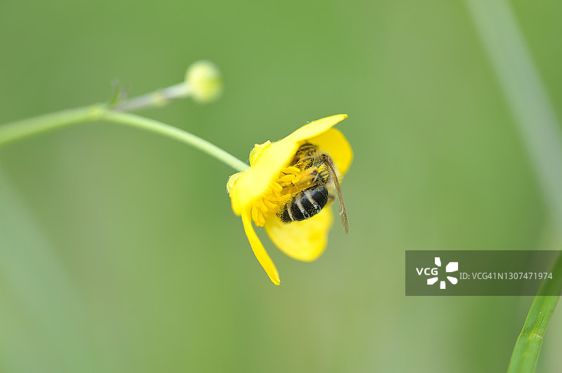 野生蜜蜂图片素材