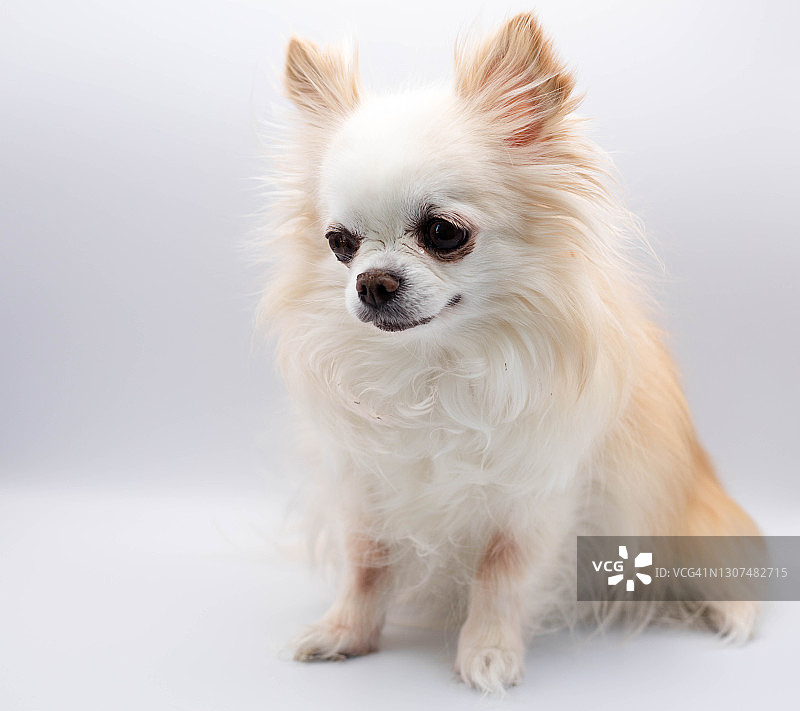 长毛吉娃娃图片素材