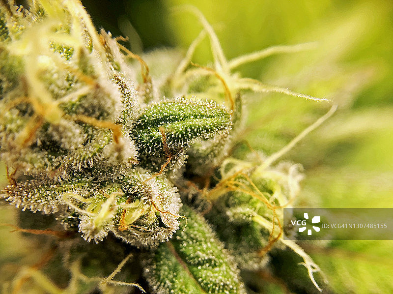 医用大麻THC晶体特写图片素材