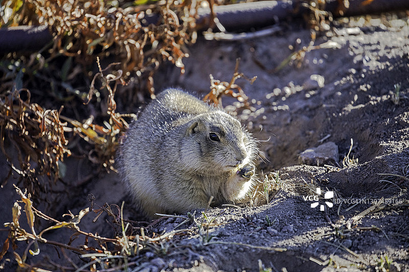 甘尼森草原犬鼠图片素材