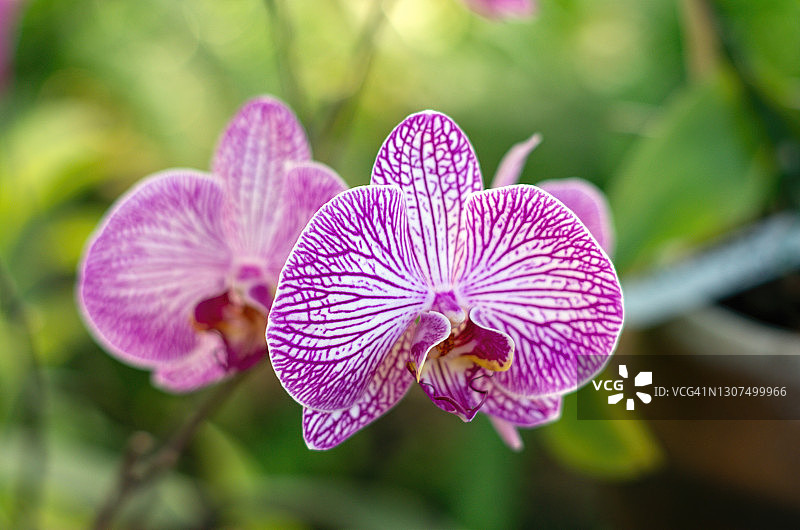 盛开的盆栽粉白条纹蝴蝶兰图片素材