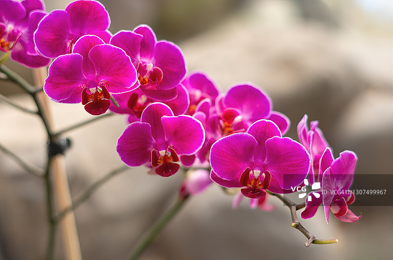 盛开的粉色、红色和白色镶边蝴蝶兰盆栽图片素材