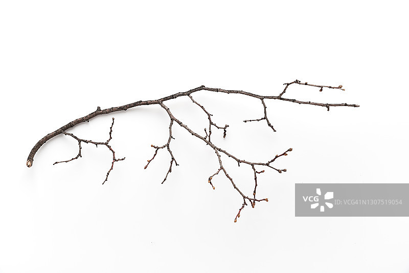 白色背景上的干燥树枝图片素材