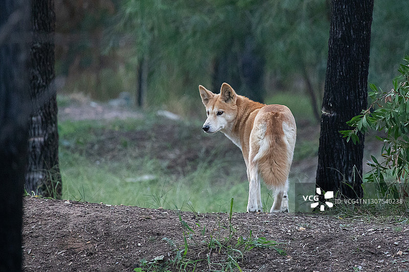 澳洲野犬图片素材