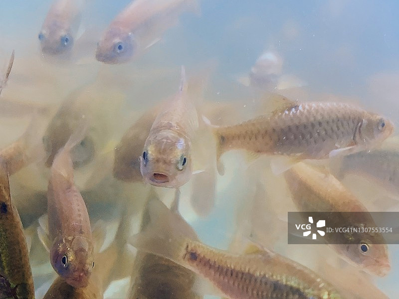 一群河鱼图片素材