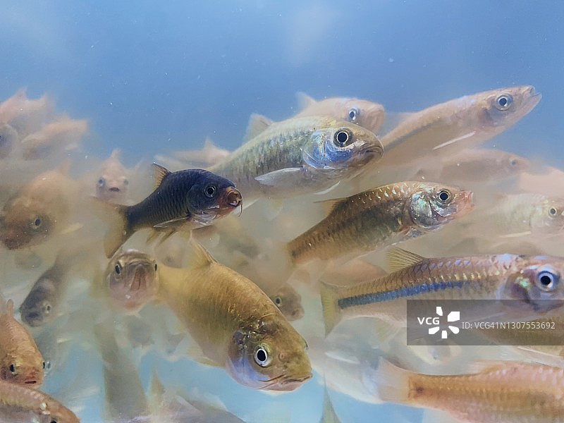 一群河鱼图片素材