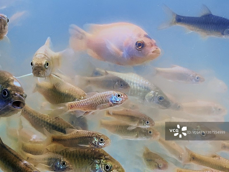 一群河鱼图片素材