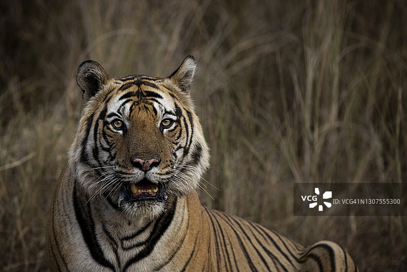 威猛老虎肖像图片素材