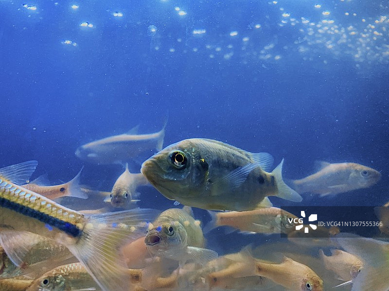一群河鱼图片素材