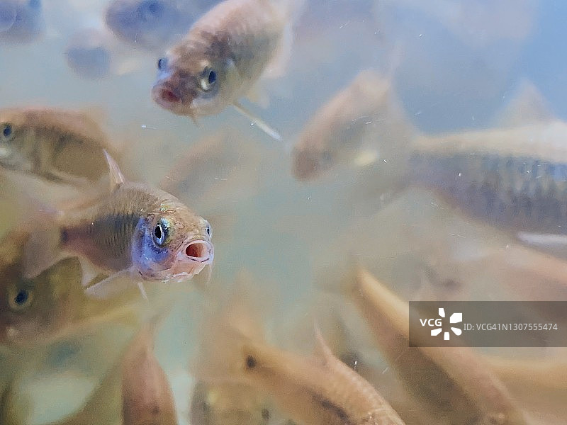 一群河鱼图片素材