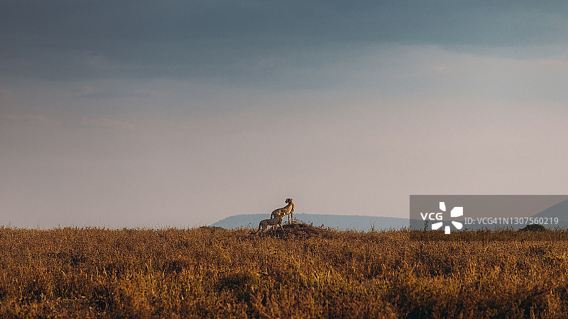 非洲稀树草原日落时分猎豹家族行走的壮丽景色图片素材