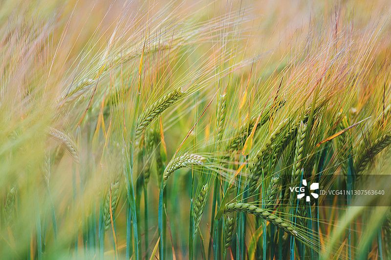 绿色麦田图片素材