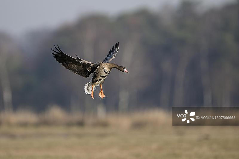靠近陆地的白额雁，德国下莱茵地区图片素材