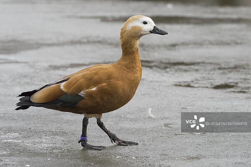 行走在冰面上的赤麻鸭（德国黑森州）图片素材