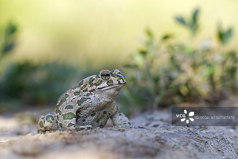保加利亚普列文的欧洲绿蟾图片素材