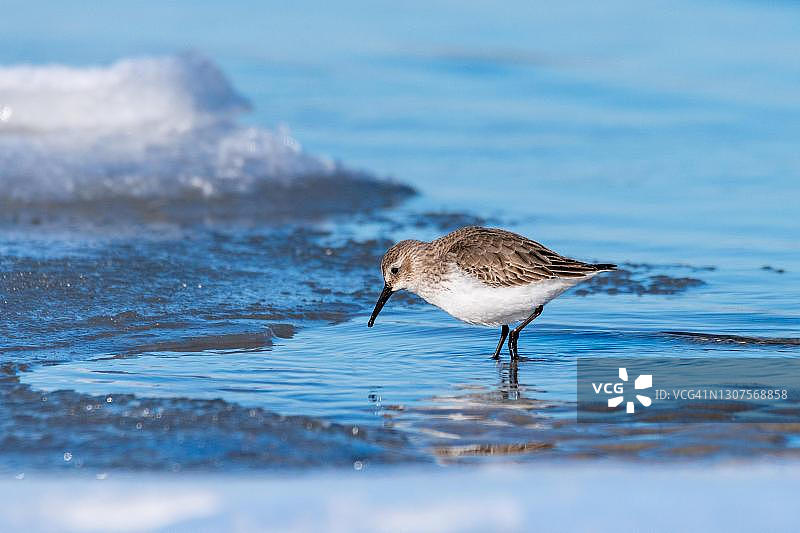黑腹滨鹬在德国冬季觅食图片素材