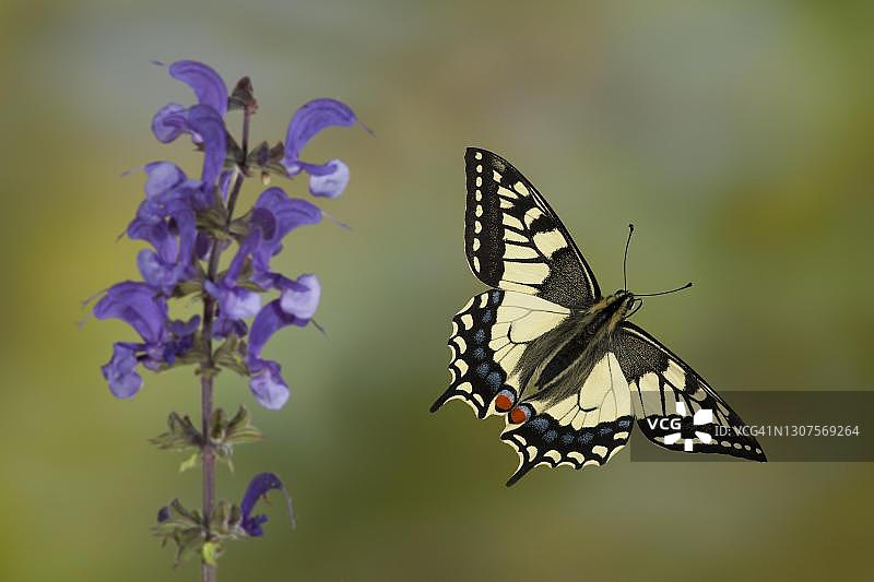 图林根的燕尾蝶（Papilio machaon）飞过草地鼠尾草图片素材