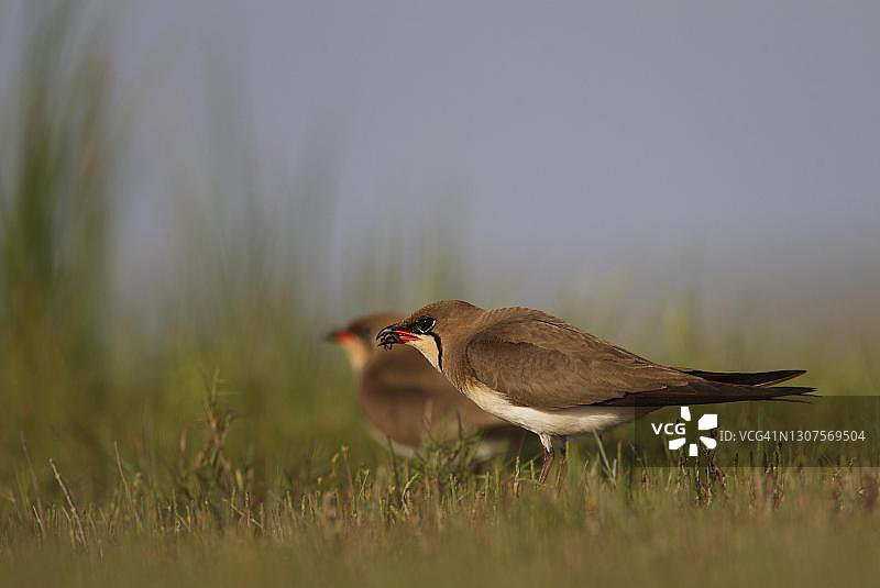 草地上的领燕鸻，嘴里叼着食物，罗马尼亚图尔恰图片素材