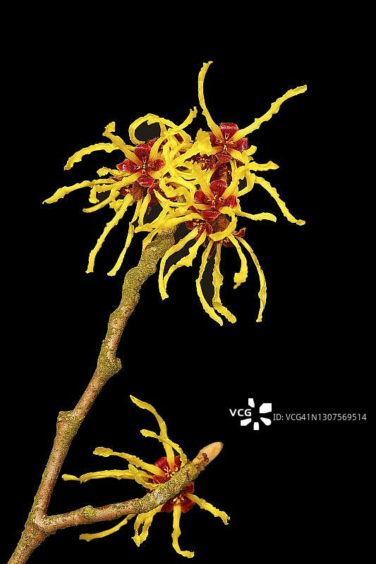 金缕梅，早春开花，德国北莱茵-威斯特法伦州图片素材