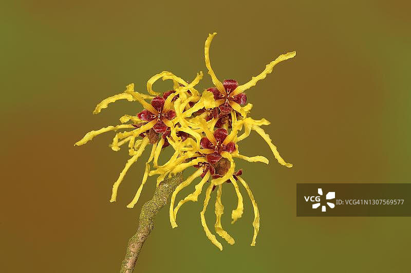 金缕梅，早春开花，德国北莱茵-威斯特法伦州图片素材