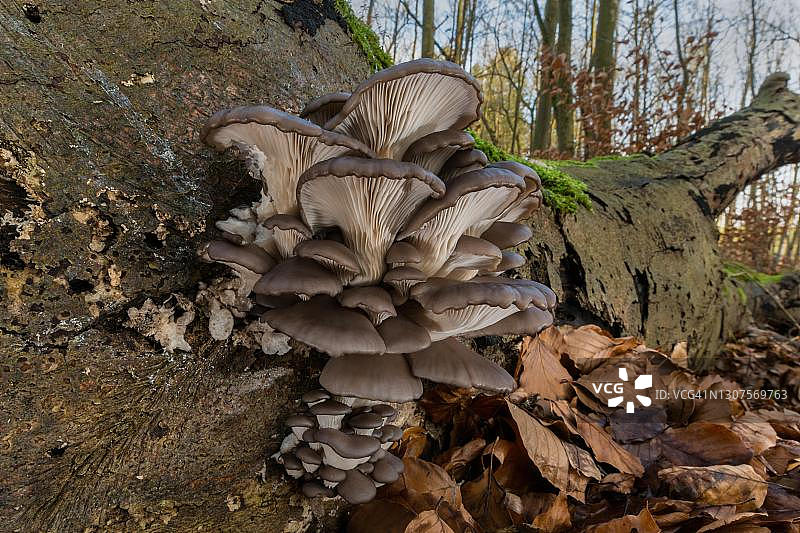 平菇，德国梅克伦堡-前波莫瑞州图片素材