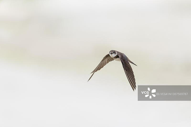 飞行中的沙燕（德国下萨克森州）图片素材