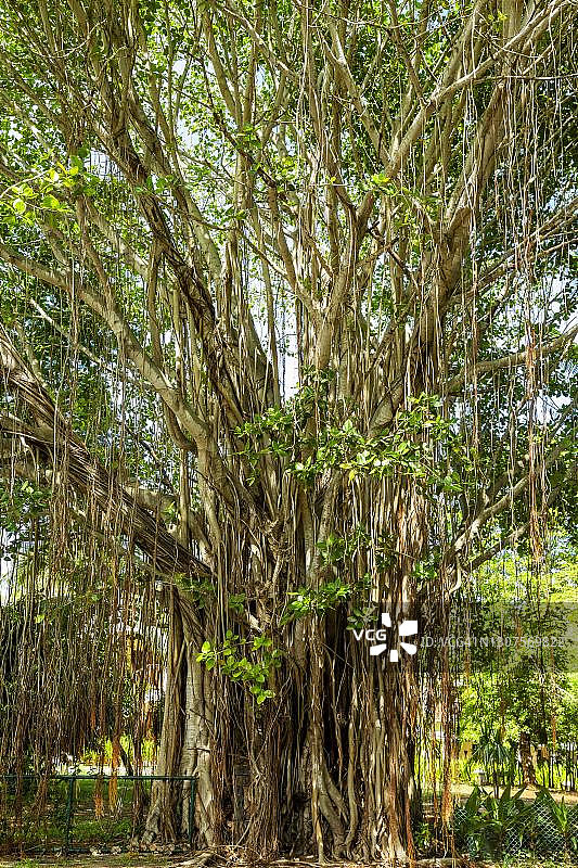 毛里求斯的榕树（柠檬榕）与气生根图片素材
