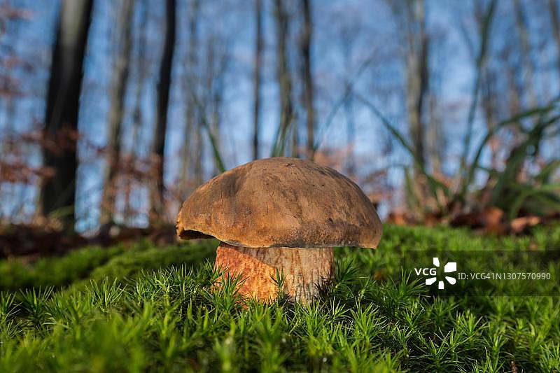 可食用的红柄牛肝菌，德国梅克伦堡-前波莫瑞州图片素材