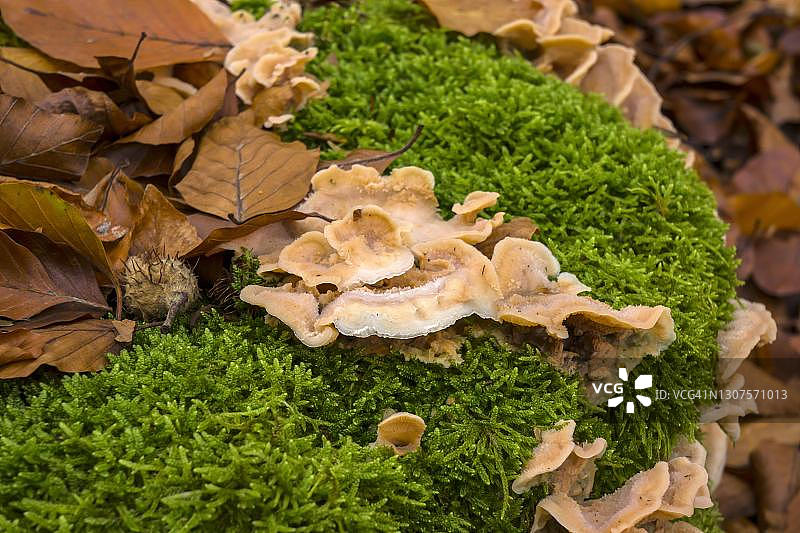 颤动干朽菌，德国梅克伦堡-前波美拉尼亚图片素材