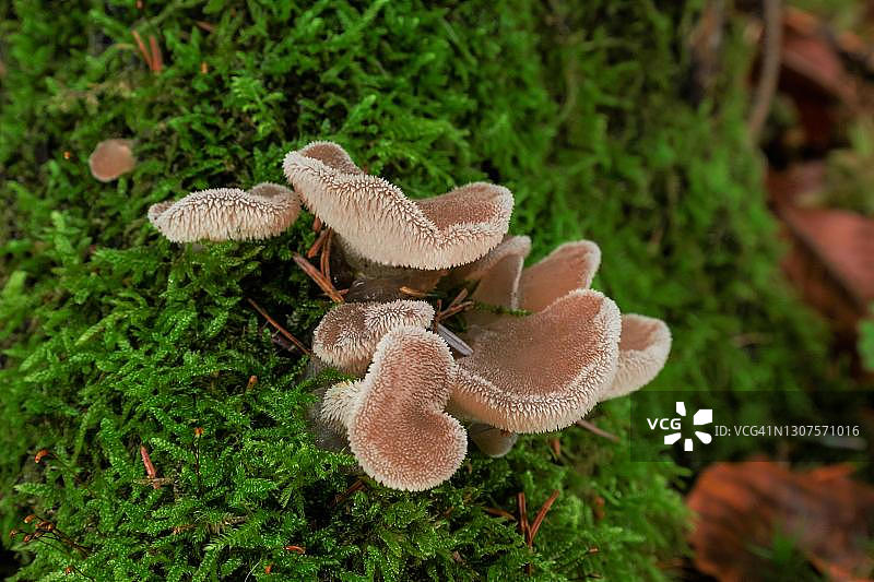 胶状银耳，德国梅克伦堡-前波莫瑞州图片素材