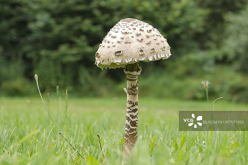 可食用大白伞菇图片素材