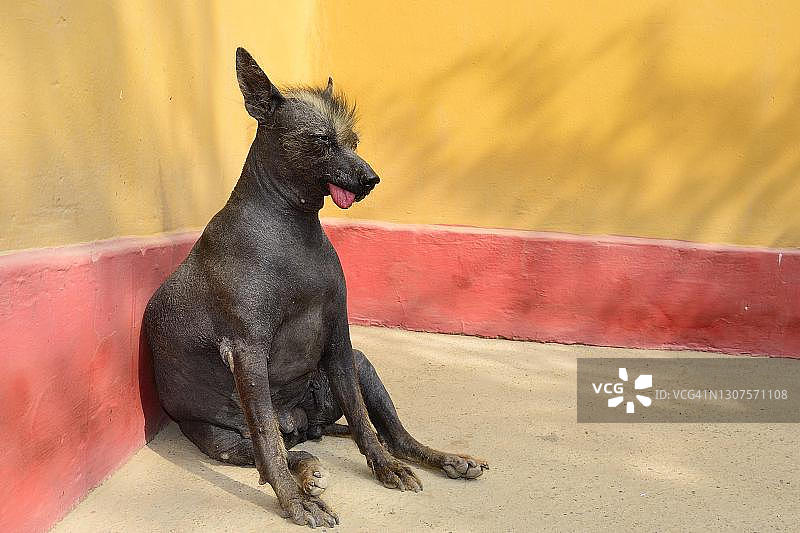秘鲁狗，女，瑜伽姿势，Huaca de la Luna, Trujillo省，秘鲁图片素材
