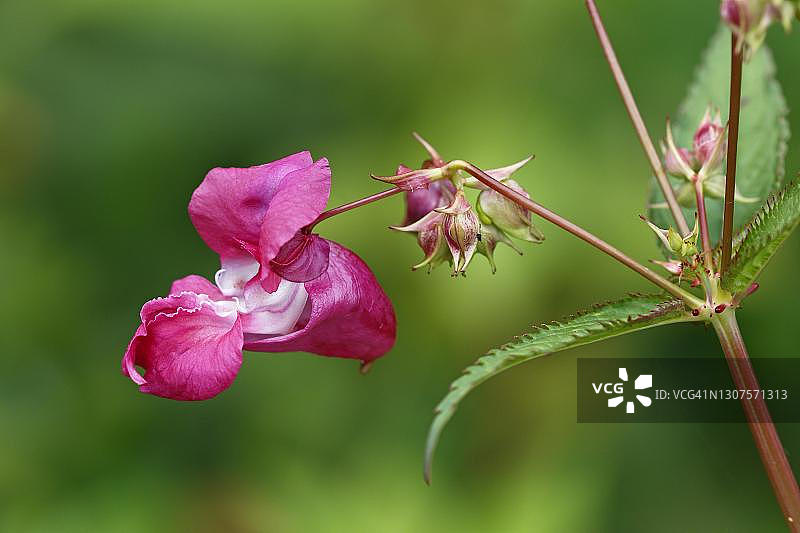 开花的喜马拉雅凤仙花，印度凤仙花（Impatiens glandulifera），石勒苏益格-荷尔斯泰因，德国图片素材