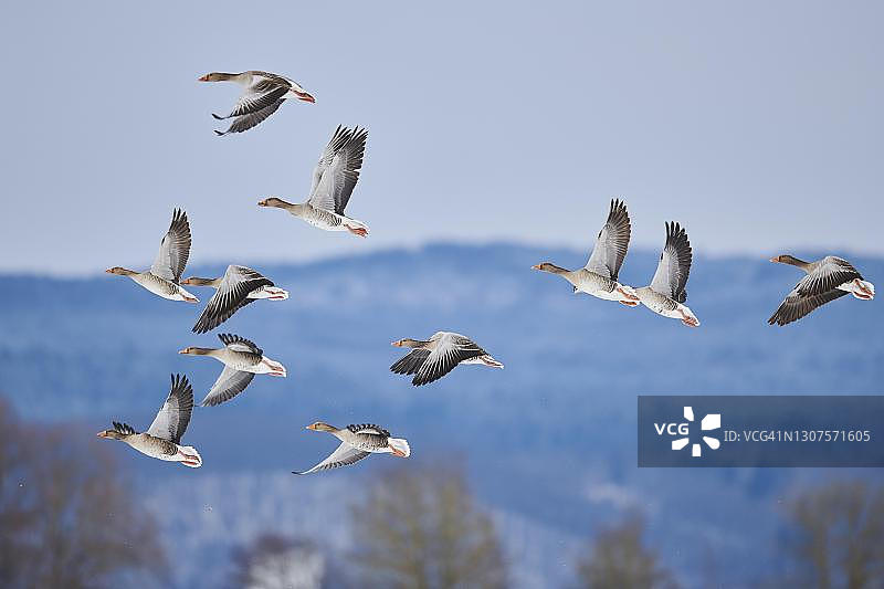 飞翔的灰雁（学名：Anser anser），德国巴伐利亚图片素材