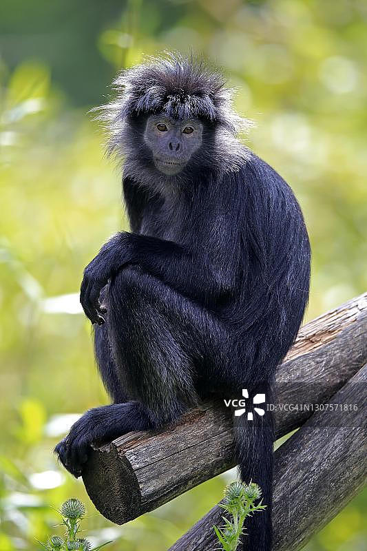 爪哇叶猴，成年，坐于树上，警觉，濒危物种，圈养，印度尼西亚图片素材