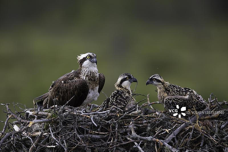 在芬兰凯努地区的巢穴中与两只幼鸟在一起的西方鱼鹰图片素材