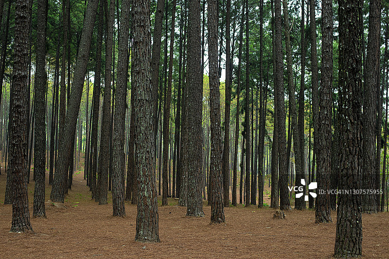 泰国清迈松山观景台的松树图片素材