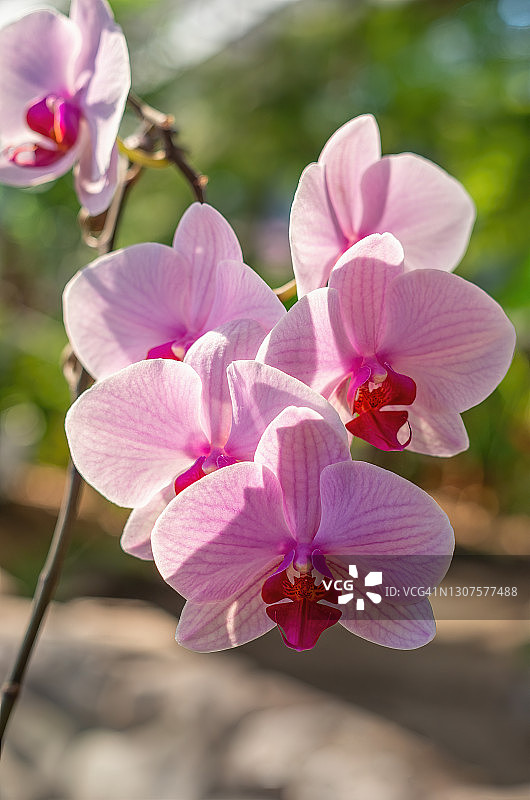 盛开的盆栽粉白条纹蝴蝶兰图片素材